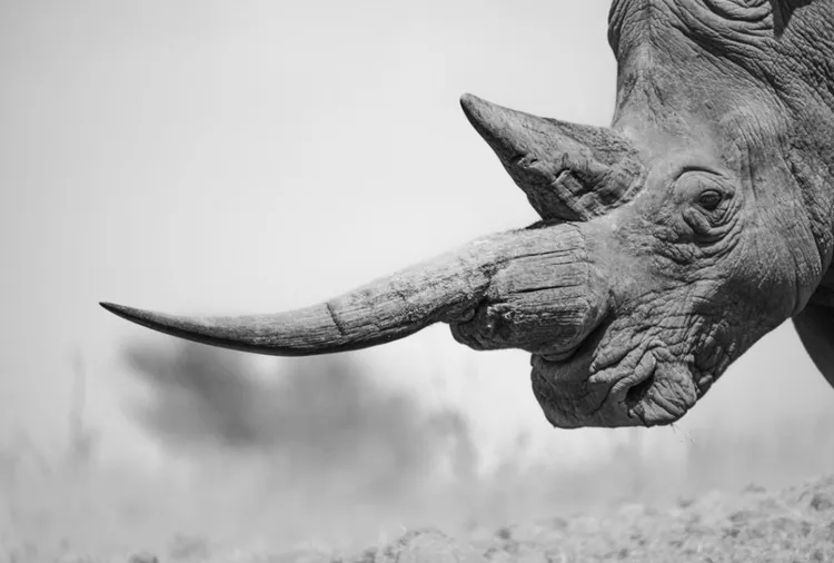 Mfalme, a southern white rhino in Solio Game Reserve. © Chags Photography by Amish Chhagan