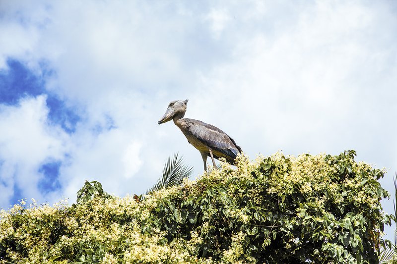 How Zambia is Protecting The World's Most Endangered Species