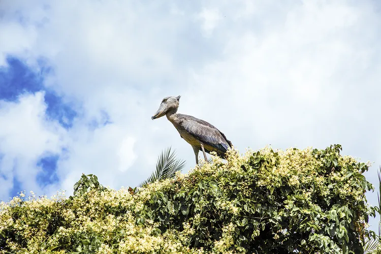 A Shoebill. Image by Kalichi Pictures for Nkwazi Magazine.