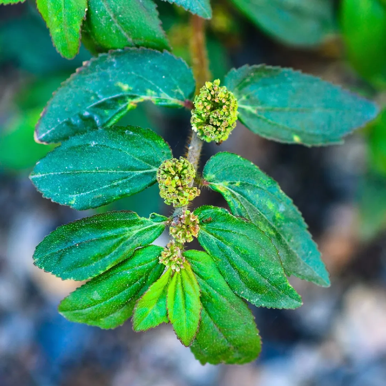 The asthma plant has life-saving properties.