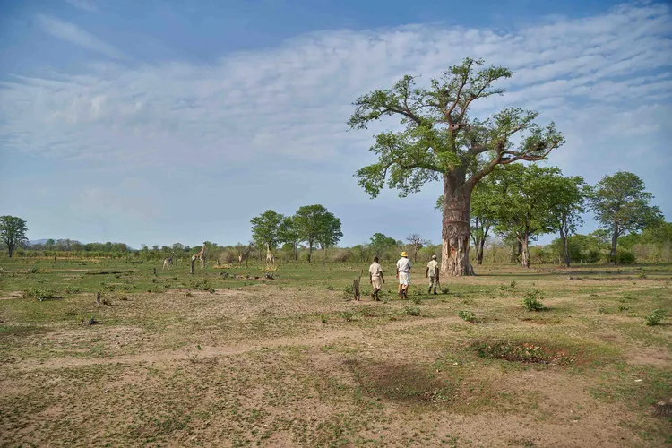 South Luangwa is home of the walking Safari established by Norman Carr. Photo: Nkwazi Magazine/Chosa Mweemba.