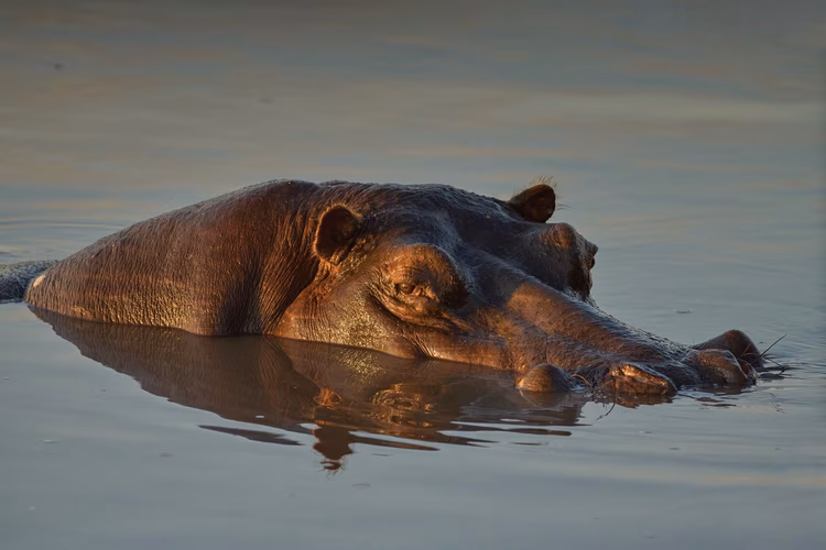 Busanga is teeming with big game, including predators such as lions, and cheetahs. You will also spot hippos wallowing in the shallow pools. If you are lucky, you may come across wild dogs and hyenas as well. (Image by Chona Mweemba for Nkwazi Magazine).