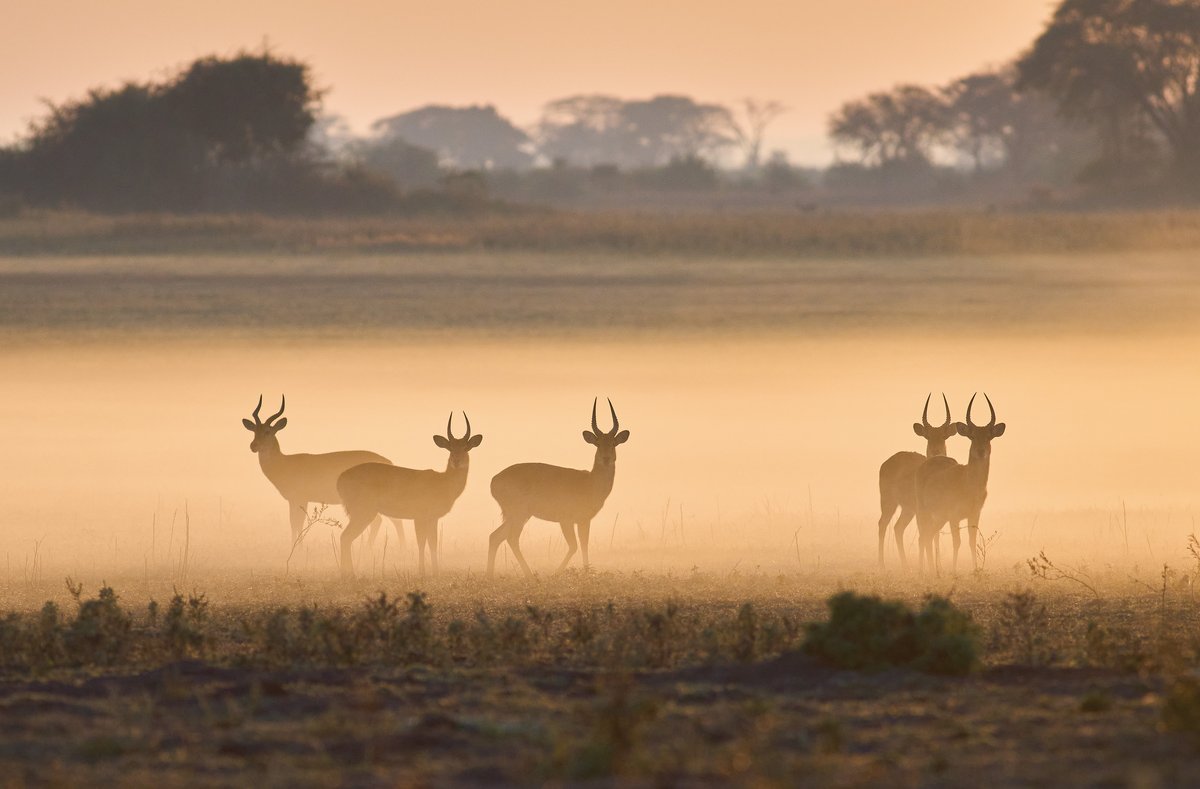 Witnesses of the Wild