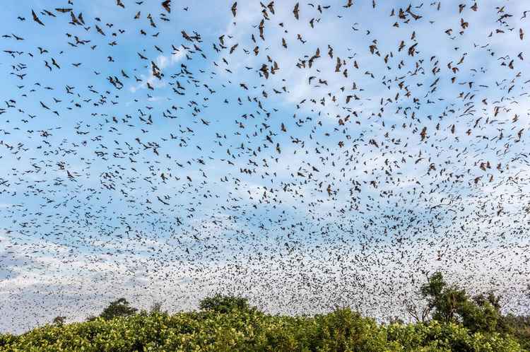 (Image by Nick Garbutt)