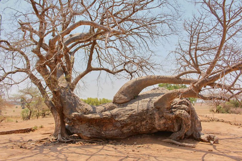 A Conversation with a Cow, Ingombe Ilede