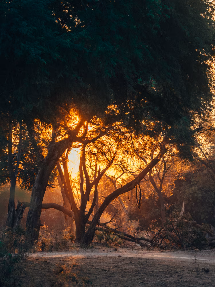 A breathtaking scene in Lower Zambezi National Park. (Image courtesy of Dulini Anabezi).