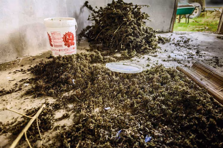 The Hemp Act of 2021 is a landmark piece of legislation regulating hemp cultivation, processing, and commercialisation in Zambia.