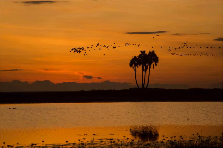 The Kuomboka ceremony is a major Lozi cultural event, marking the seasonal migration due to the flooding of the plain, is tied to the same hydrological rhythms that shape Liuwa’s ecology. (Image by Walid Nassar for Nkwazi Magazine).