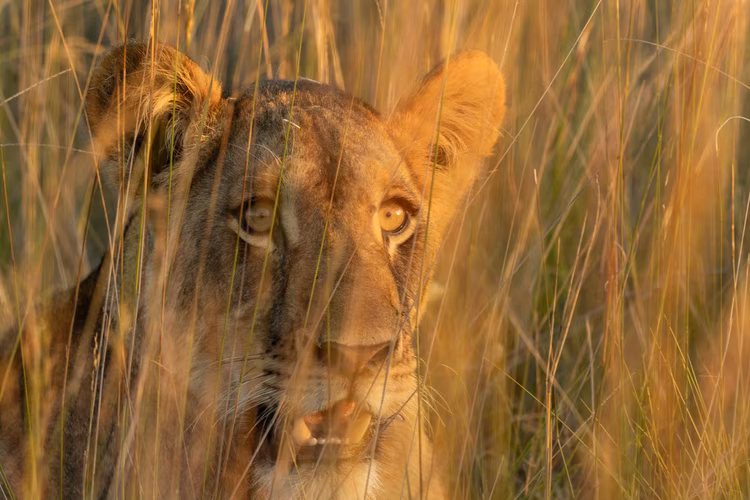 Lady Liuwa, a lioness who lived and survived for years without a pride, an incredible feat, due to excessive poaching in the area. (Image by Walid Nassar for Nkwazi Magazine).