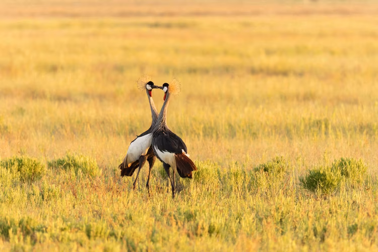 Wattled cranes, crowned cranes, and saddle-billed storks wade through seasonal pools while Secretary birds stride across the grasslands like feathered sentinels. (Image by Walid Nassar for Nkwazi Magazine).