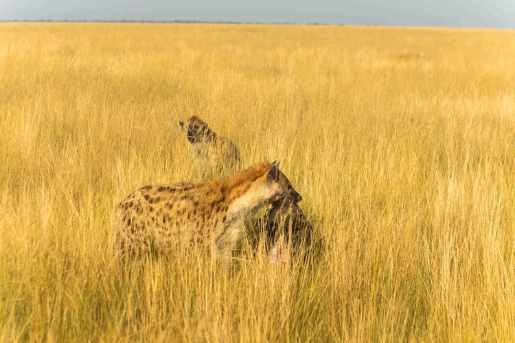 Unconventionally for an African savanna ecosystem, lions aren't Liuwa's apex predator—a fact that becomes apparent once you witness the impressive spotted hyenas that rule these plains. (Image by Walid Nassar for Nkwazi Magazine).