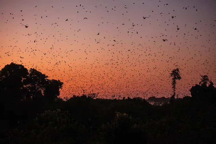Kasanka Bat Migration. (Image by Kalichi Pictures for Nkwazi Magazine).