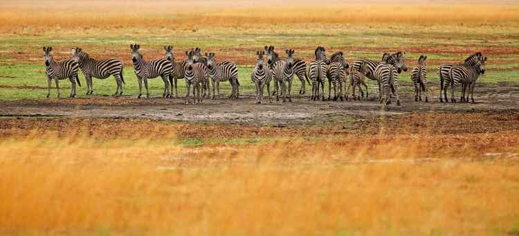 Wildebeest migrate along side zebra, tsessebe and other animals (Image by Martina Katz)