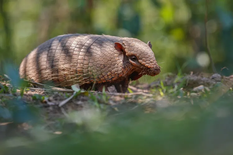 Pangolin. Image courtesy of Freepik.
