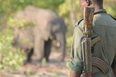 Silencing the Shots: A Poacher’s Redemption