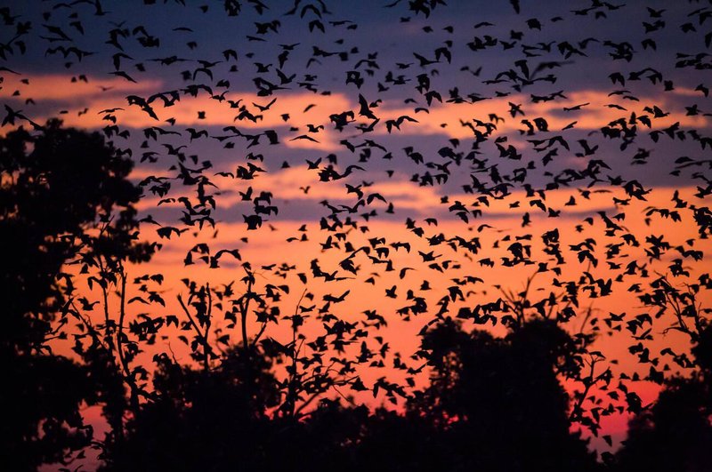 Nature’s Grandest Spectacle: The Kasanka Bat Migration