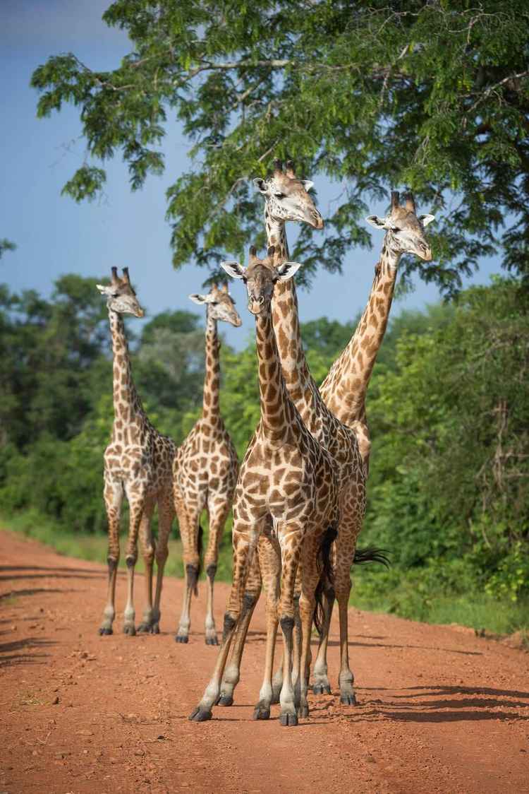 Thornicroft's giraffe in South Luangwa (Robert Harding)