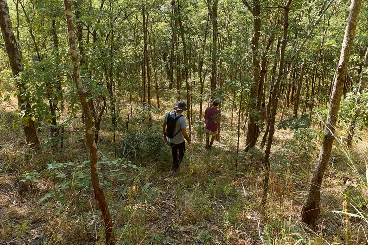 Explorers Walking through the wilderness