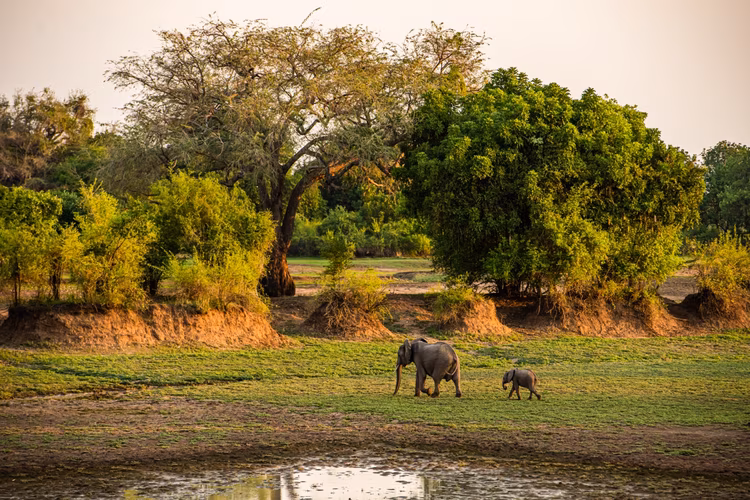 The best time to witness elephants with their newborns in South Luangwa National Park is during the rainy season (December–April), when many animals give birth. This period offers heartwarming sightings of playful calves staying close to their herds. (Image courtesy of Shenton Safaris).