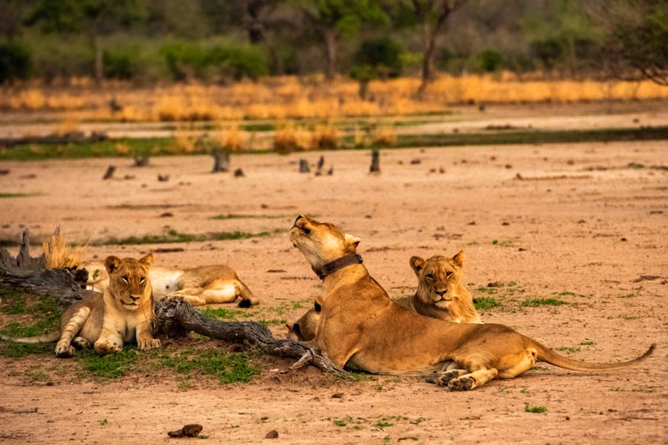 South Luangwa remains barely touched, a breath of fresh air and a sought-after tourist destination. (Image courtesy of Chosa Mweemba).