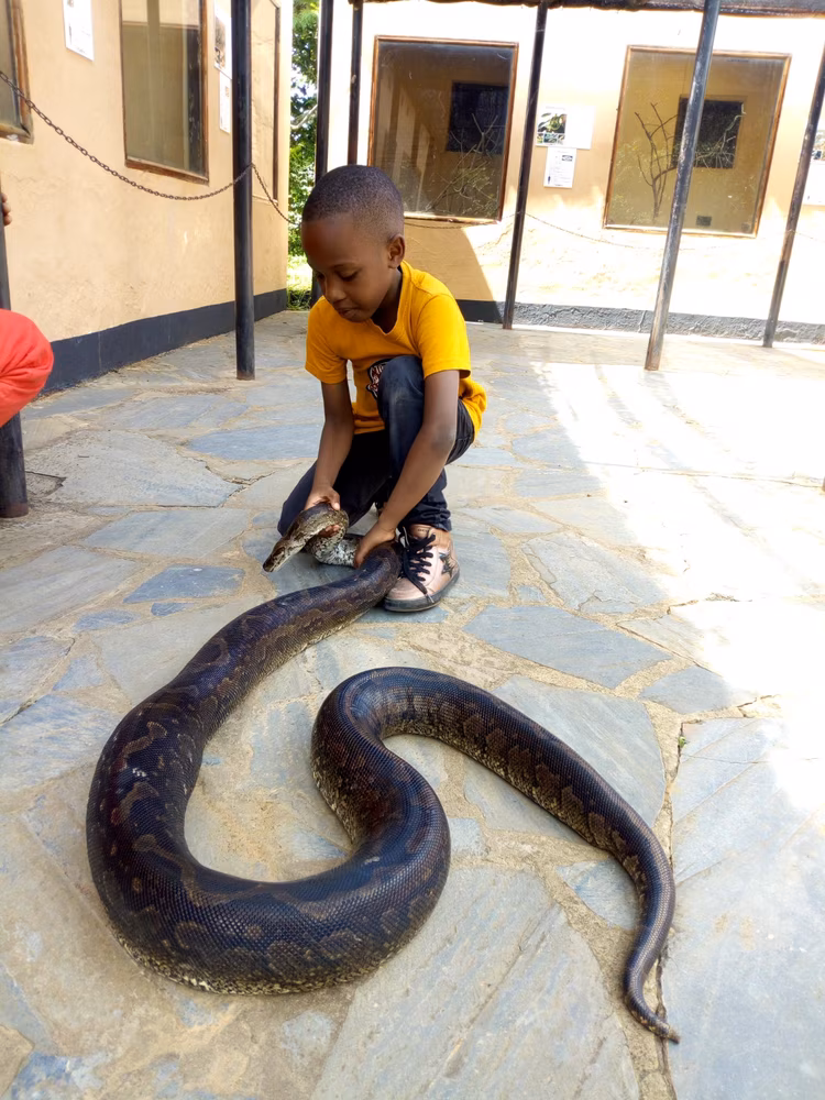 Kalimba Reptile Park is a place where your kids can have an up-close view of crocodiles, snakes, and tortoises. (Image courtesy of Snake Rescue with Kingfrey and Family).
