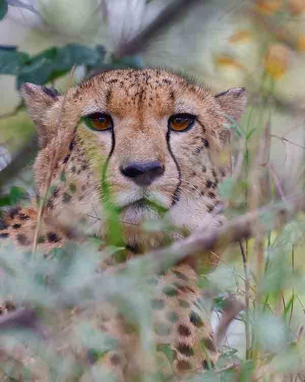 Experience a true gem of the Zambian safari: a walking safari through the swamplands and forests of the reserve for personal encounters with wildlife. (Images courtesy of Zambia Luxury Lodge Collection, by Elsa Young and Shafeeq Mulla).
