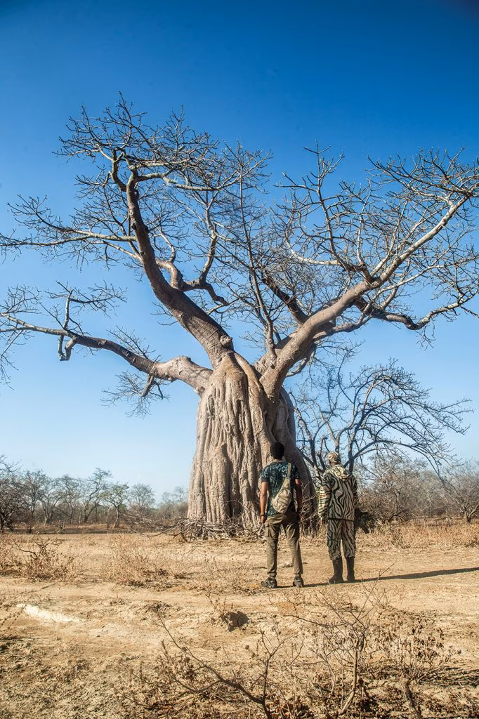 Located there is also a baobab tree over 2,000 years old, where vultures frequently nest. (Image by Kalichi pictures for Nkwazi Magazine).