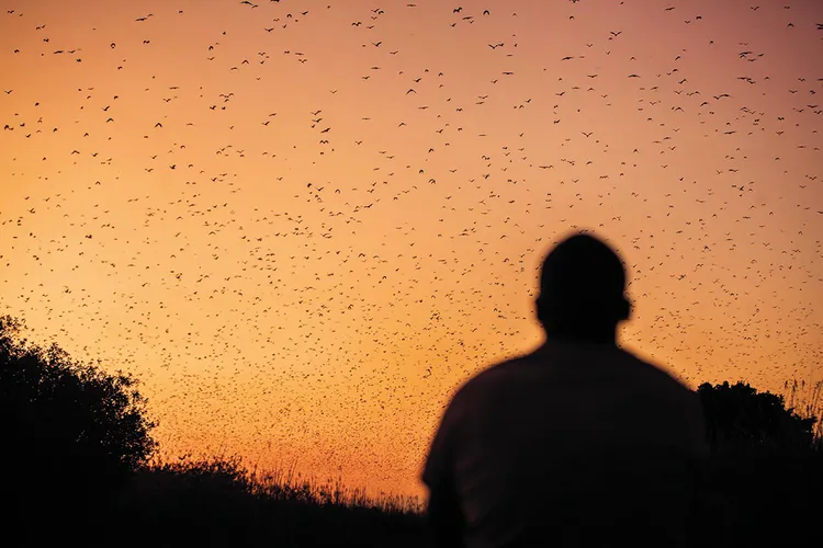 An estimated 8 to 10 million straw-coloured fruit bats descend upon Kasanka's 390 square kilometres of protected woodland, creating a living, breathing cloud that darkens the sky. (Image by Kalichi Pictures for Nkwazi Magazine).