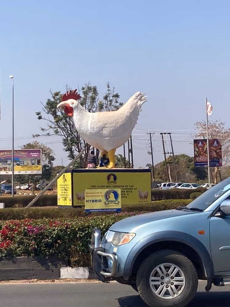 Holding down the fort at home while his avian cousin is out jetsetting is our humble Hybrid Chicken, Mukolwe. (Image courtesy of Lusaka 365).