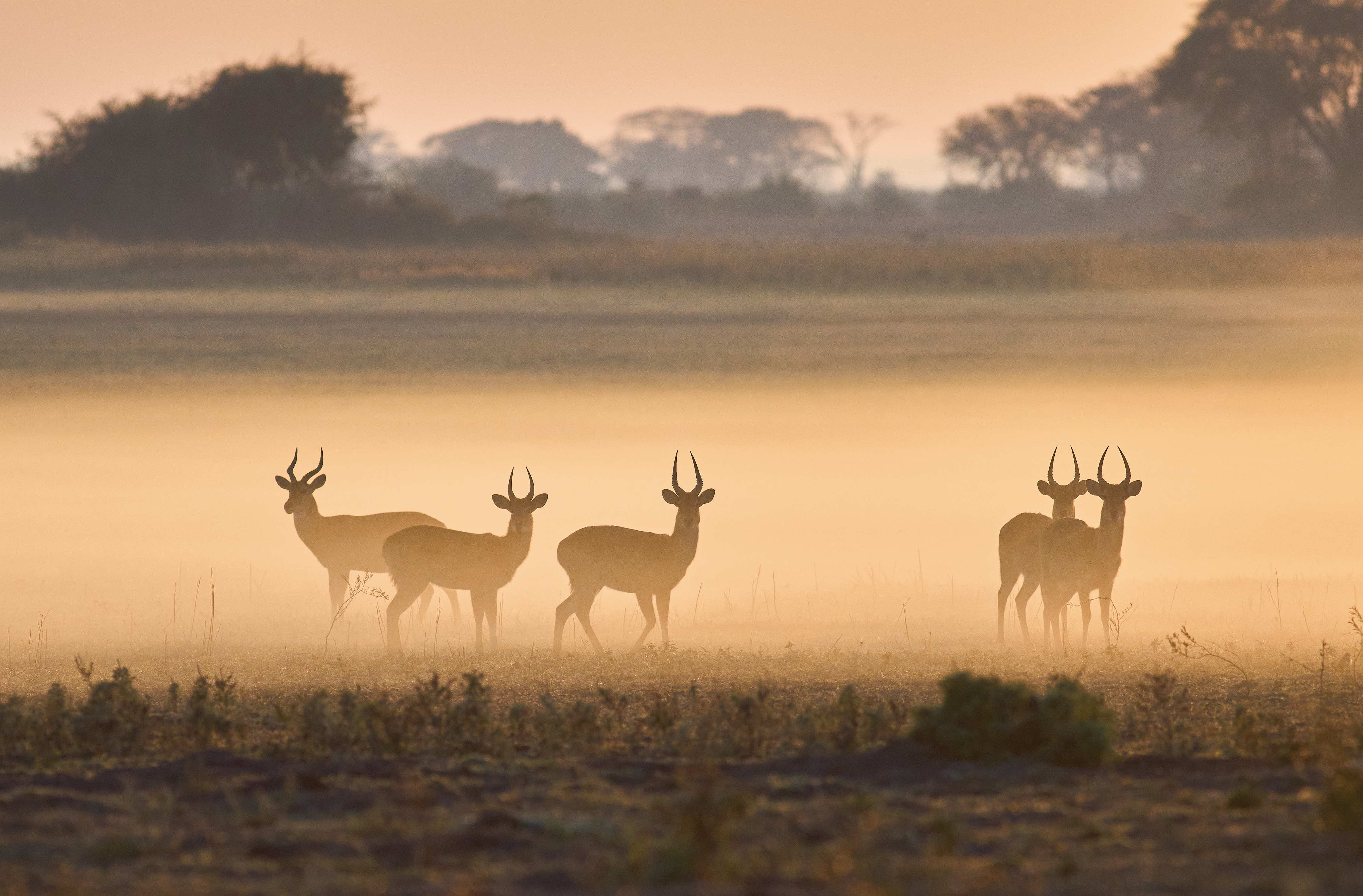 Witnesses of the Wild