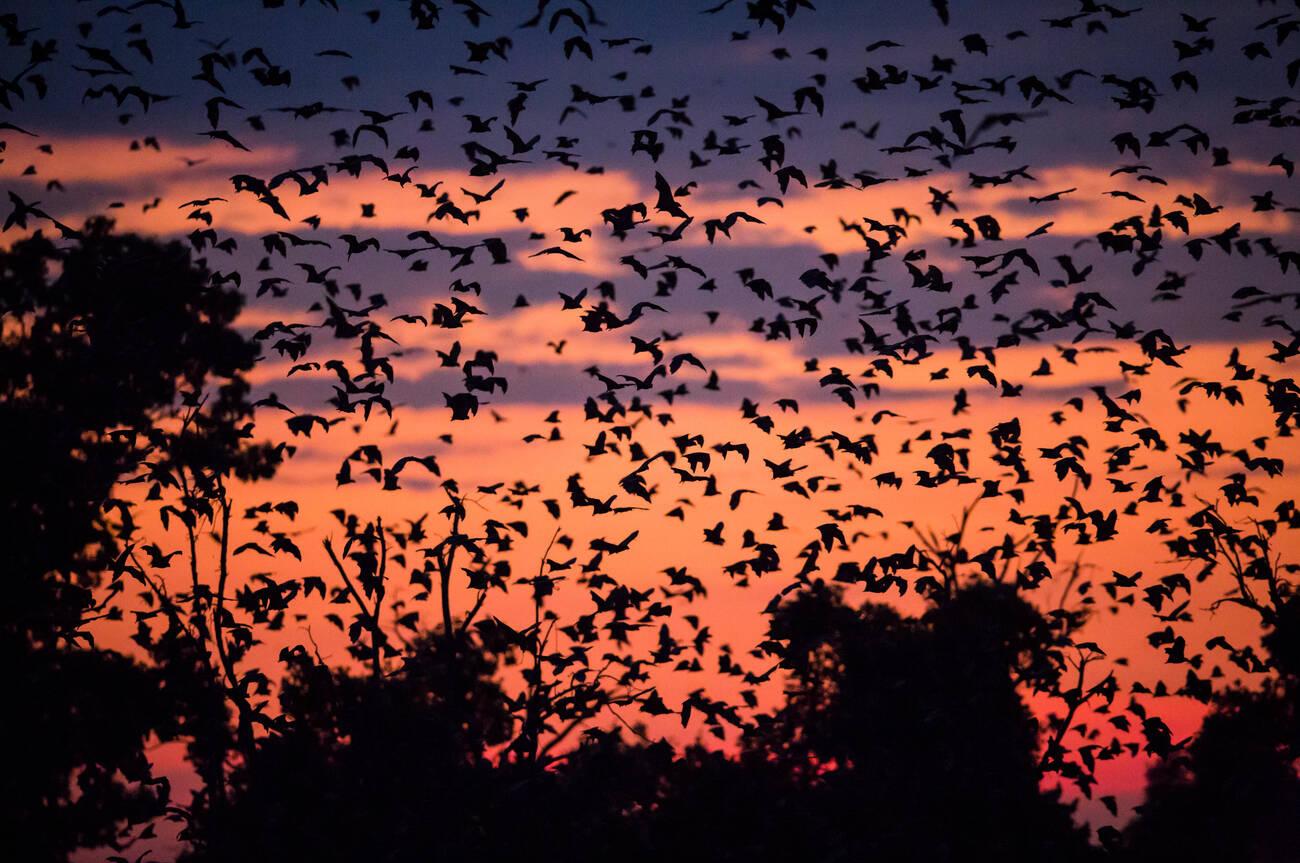 <p data-block-key="ykyp4"><b>Nature’s Grandest Spectacle: The Kasanka Bat Migration</b></p> thumbnail